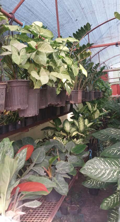 فروش عمده گل و گیاه آپارتمانی گلستان پگاه در رودسر